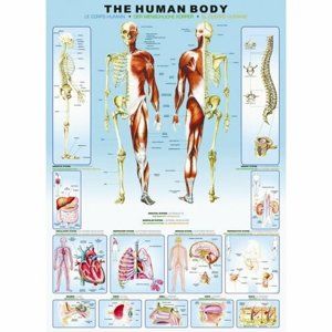 EuroGraphics Puzzle Lidské tělo, 1000 dílků