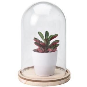 Koopman Umělá rostlina ve skle Wilma, 19 cm