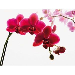 Fototapeta Orchidej, 232 x 315 cm