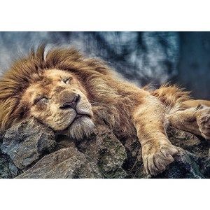 Trefl Puzzle Spící lev, 1000 dílků