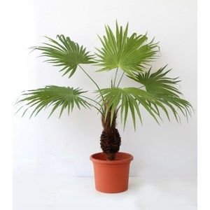 Umělá Palma s kokosovým kmenem v květináči, 60 cm